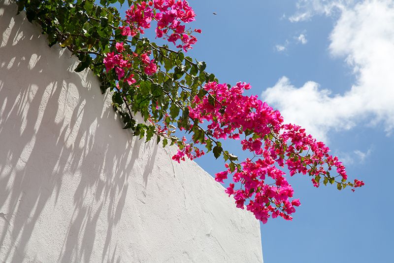 bouganvillea e cielo azzurro