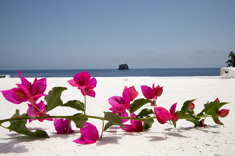 bouganvillea e isolotto di strombolicchio sullo sfondo