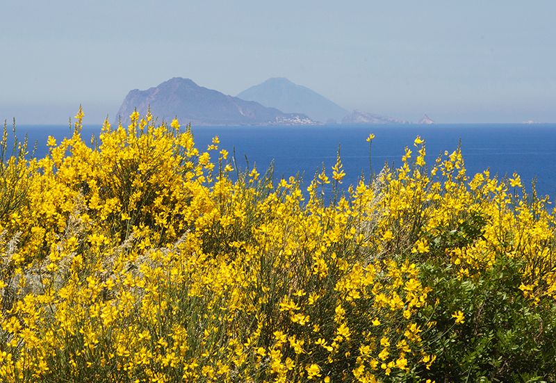 panarea e stromboli con ginestra